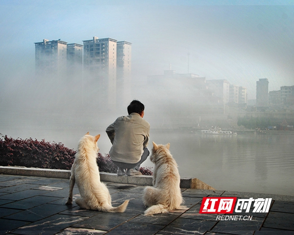 雾中河畔，人与狗，相互默契地陪伴着，时光在静谧中流转，美好而温馨。