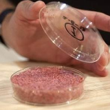 多家上市公司澄清不涉及“人造肉”概念