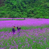 双牌桐子坳：马鞭草绽放紫色花海 藏在银杏古村里的“普罗旺斯”