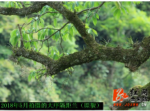 金洞：持续跟踪 抢救保护珍稀濒危植物