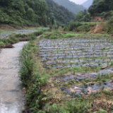 冷水滩区杨村甸乡：迷迭香开出“致富花”