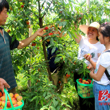 零陵：种植特早熟黄桃 年收入30万元