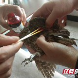新化县林业局爱心救养国家级野生动物猫头鹰获点赞