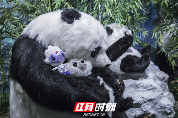 矿娃和大熊猫在一起时，可爱系数爆表！