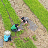 道州：箬笠芒鞋 苗绿从此生 