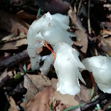 永州阳明山现“冥界之花”水晶兰
