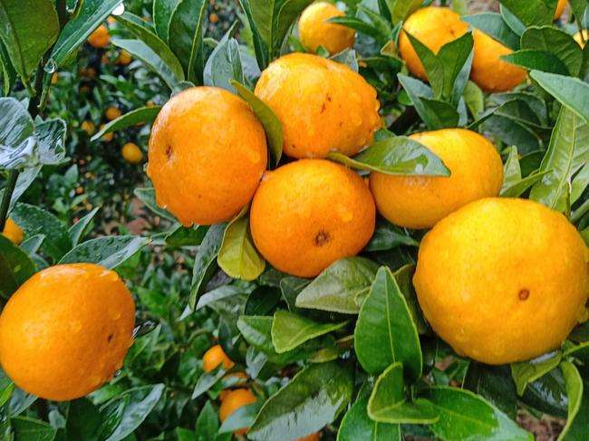 国网资兴市供电公司“电润果农”破历史难题