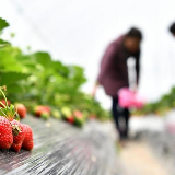 西藏林芝：川藏公路旁的“甜蜜”产业