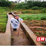 老党员冲在前 冒雨清渠保农田 