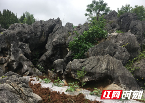 QQ图片20190515094548_副本.png