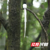 世界级濒危物种寿带鸟现身桃江灰山港