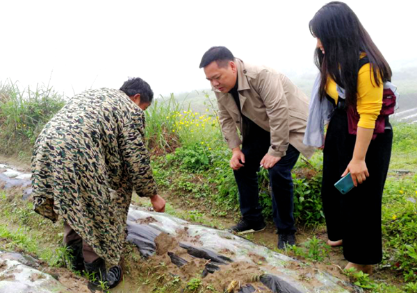 鳳凰縣文旅局局長唐小平在山江鎮稼賢村查看山藥種植基地的長勢情況.