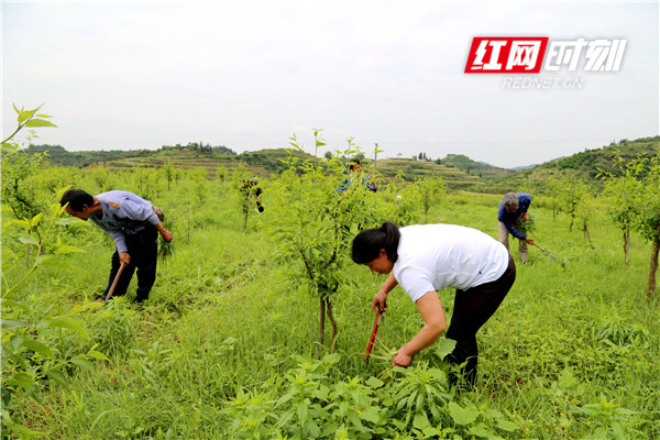 当地村民给枣园除草_副本_副本.jpg