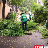 网格办事有效率 速除危树消隐患