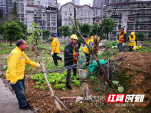 鹤城区：“重拳出击”整治铁路沿线违规菜地