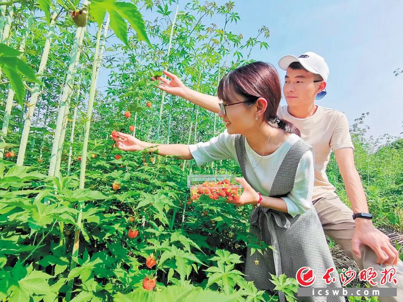 　　长沙县果农培育出优质覆盆子，个头赛过一元硬币。　　长沙晚报通讯员 蒋炼 摄