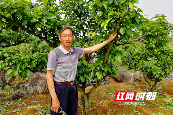 唐泽川和他精心培育的梨树。.jpg