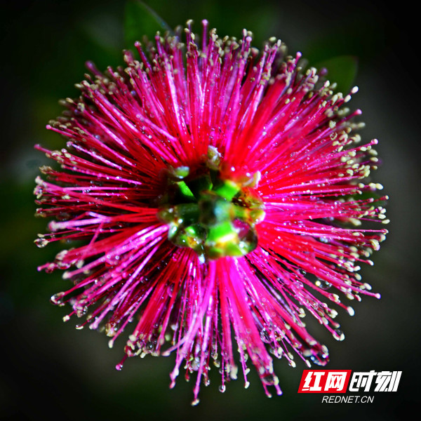 红网时刻5月21日讯（通讯员 雷振梁）邵阳城南公园有一种非常奇特、鲜艳、美丽的红千层花正盛开。