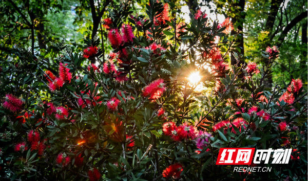 红千层树姿优美，花形奇特，极具观赏价值。城南公园红千层花的盛开，为城南公园增添了新的色彩、活力与生气。