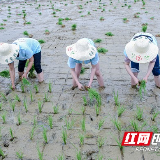小满好时节水田做“战场” 这场插秧赛里农耕乐趣多
