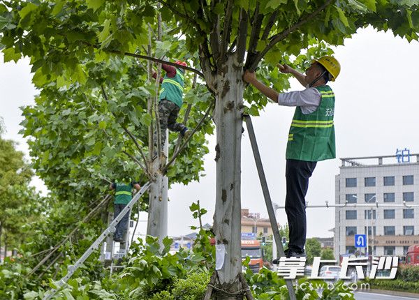 均为长沙晚报记者 邹麟 摄