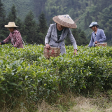 益阳桃江：扶贫茶种出致富好光景