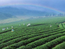桃江：“竹乡茶香”系列报道助力茶产业发展