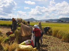 中非“湘”约企业行丨一粒杂交稻种如何改变了非洲大陆