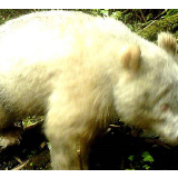 全球首例！四川卧龙拍到白色大熊猫