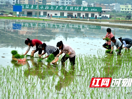 ​隆回：袁隆平超级杂交水稻科研基地抢插中稻继续高产攻关
