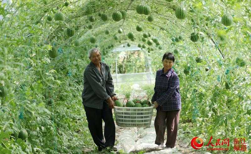 浙江德清：空中西瓜 喜获丰收【4】