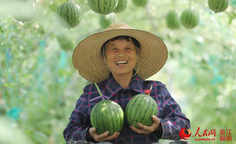 浙江德清：空中西瓜 喜获丰收【5】