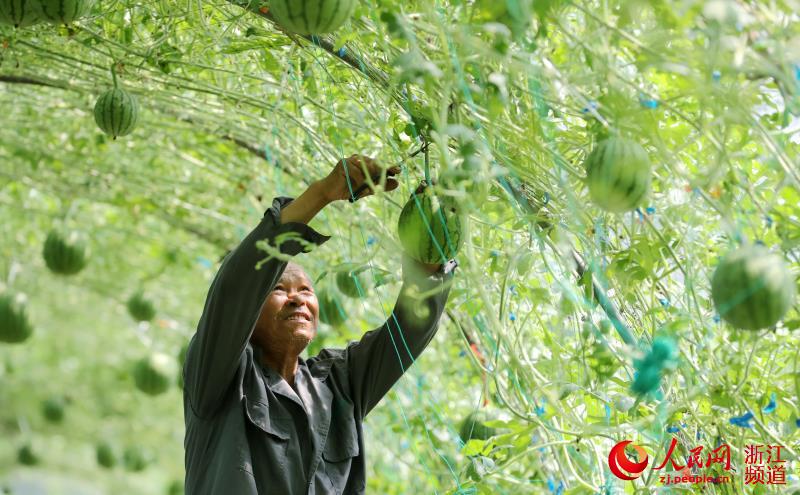 浙江德清：空中西瓜 喜获丰收【3】