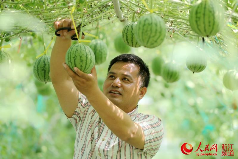 浙江德清：空中西瓜 喜获丰收【2】