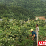 泸溪：千亩红心猕猴桃助力精准脱贫