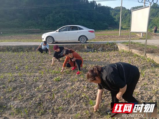 白芨中药材种植基地除草现场_副本.jpg