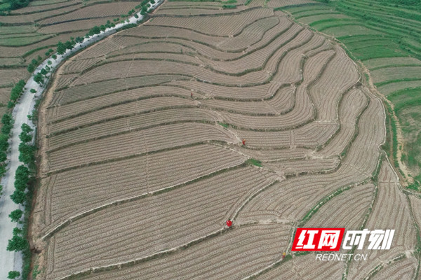 陶岭镇周家村“三味辣椒”种植基地。.jpg