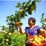 寻着果香，开启缤纷采摘之旅