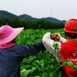 浏阳电力当好烟农“电保姆” :帮着烟苗长大,算半个主人
