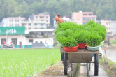 湖南高产攻关试验田里抢种忙