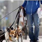 养犬条例在长沙实施近一个月 养狗人行为意识改变不大