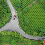 乡村振兴在“路”上 | 金井镇：以路为纽带 助茶叶飘香