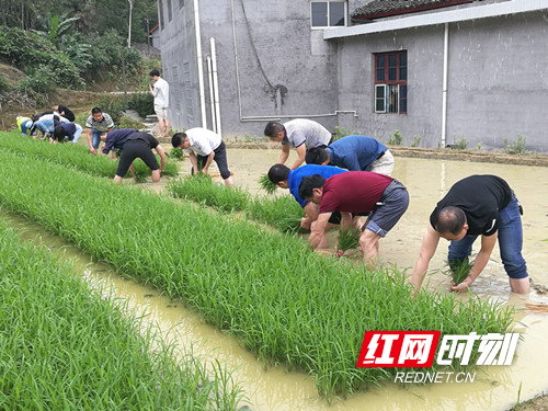 为贫困户插秧 武陵源区政府办把主题党日活动搬到田间地头