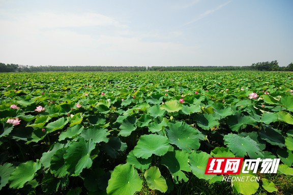 11配图.marked.jpg 11配图.marked.jpg