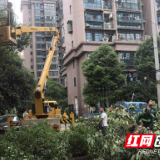 社区修剪树木清隐患 收获居民好评连连