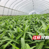 “营商”一线|下好名镇建设“一盘棋”,用心服务“无二话”