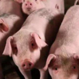 如此雁过拔毛!发“扶贫猪”要群众出200元运费