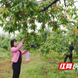 江华：水蜜桃熟引客来