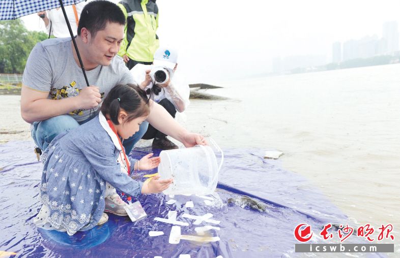 　　橘子洲，小朋友在大人陪同下放流鱼苗。　　长沙晚报全媒体记者 邹麟 摄