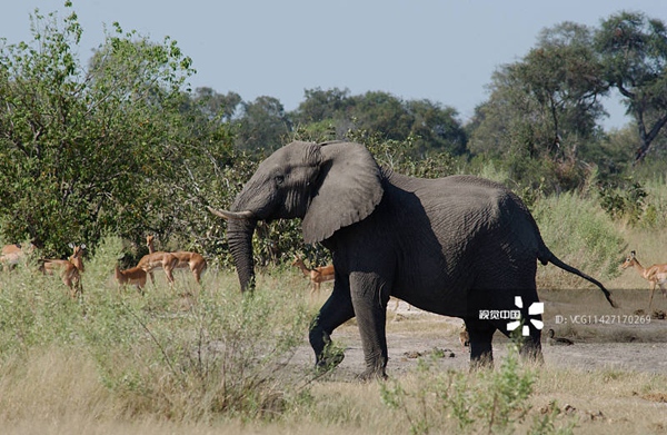 组照标题  探访博茨瓦纳国家公园“大象之都”.jpg